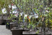 Residents can purchase affordable trees through Surrey’s tree sale program
