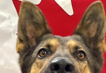 Police Service Dog Nugget all set to hit Surrey’s streets with Constable Sascha Falschebner