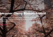 Presenting sponsor’s departure represents significant loss for Vancouver Cherry Blossom Festival