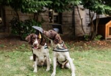 Canines for Care welcomes two new full-time dogs to help reduce infection rates
