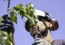 Surrey residents are reminded to leave tree pruning to the professionals