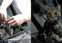 ICBC and BC SPCA hit the road with pet safety partnership