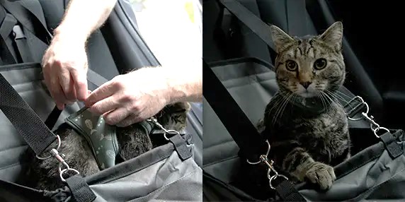 ICBC and BC SPCA hit the road with pet safety partnership