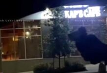 Shots fired at comedian-actor Kapil Sharma’s Kap’s Cafe in Surrey (updates)