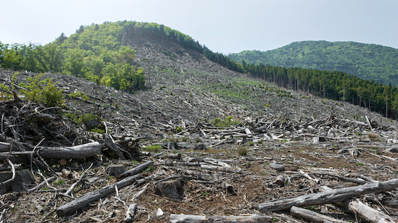 Clear-cutting linked to 18-fold rise in extreme floods, UBC study finds