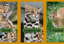 B.C. proposes ban on exotic cat ownership