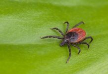 Protect yourself and your children from tick bites
