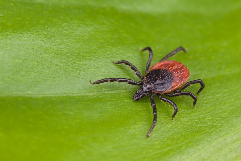 Protect yourself and your children from tick bites