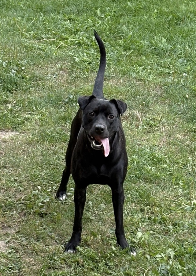 SPS - Found Dog