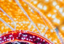 Glow Langley 2025: The Magic Toy Shop where lights sparkle, toys come alive