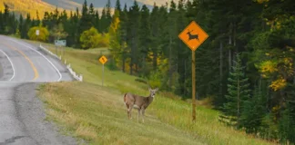 Wildlife collisions are becoming more common: ICBC data