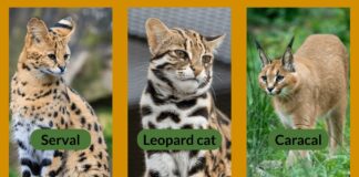 Banning breeding, future ownership of exotic cats