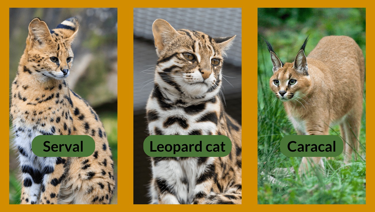 Banning breeding, future ownership of exotic cats