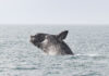 Federal government invests $258.1 million to protect whales