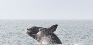 Federal government invests $258.1 million to protect whales
