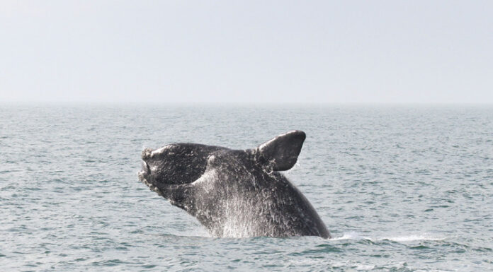 Federal government invests $258.1 million to protect whales