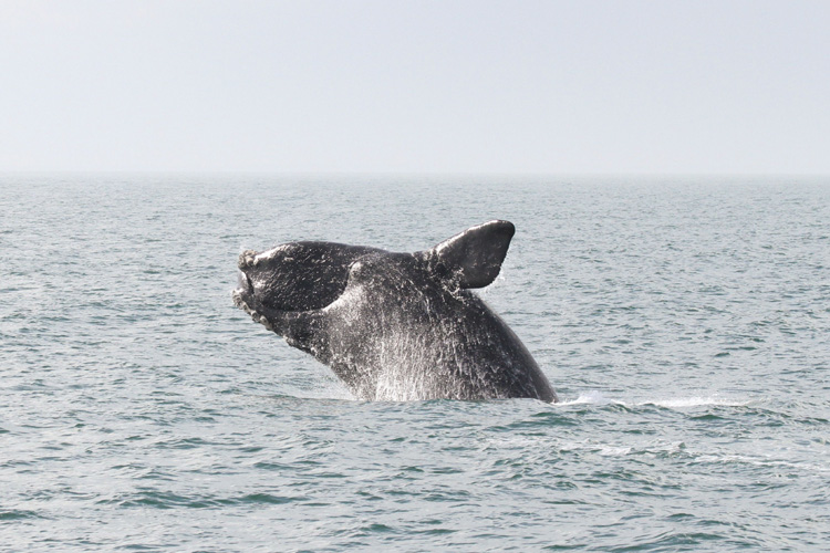 Federal government invests $258.1 million to protect whales
