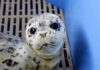 VPD Marine Unit launches rescue operation to save week-old abandoned seal pup
