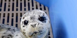 VPD Marine Unit launches rescue operation to save week-old abandoned seal pup