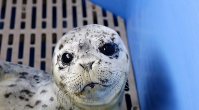 VPD Marine Unit launches rescue operation to save week-old abandoned seal pup