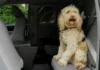 Majority of B.C. drivers who travel with pets don’t always secure them: ICBC