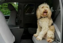 Majority of B.C. drivers who travel with pets don’t always secure them: ICBC