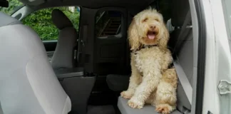 Majority of B.C. drivers who travel with pets don’t always secure them: ICBC