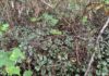 Surrey moves to ban the sale of invasive plants