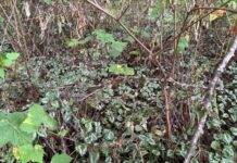 Surrey moves to ban the sale of invasive plants