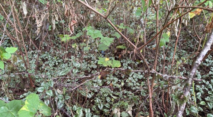 Surrey moves to ban the sale of invasive plants