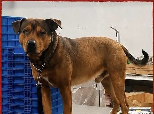 Have you seen Charlie?