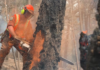 British Columbia wildfires: Insurance Bureau of Canada provides insurance guidance