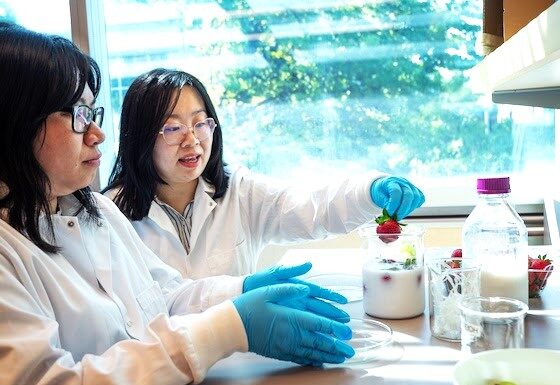 UBC seaweed-derived coating keeps strawberries fresher than a fridge