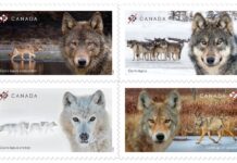 New stamps highlight the ecological importance of wolves in Canada