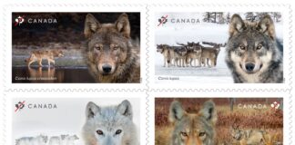 New stamps highlight the ecological importance of wolves in Canada