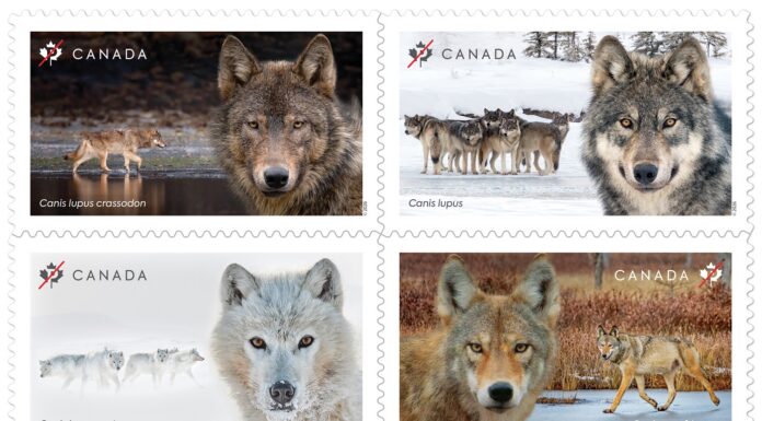 New stamps highlight the ecological importance of wolves in Canada