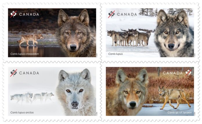 1038400-CP-Wolves bklt-MR-01.indd