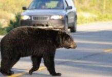 Maple Ridge RCMP say officers acted reasonably in their response to bear attack