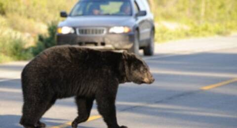 Maple Ridge RCMP say officers acted reasonably in their response to bear attack